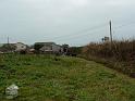Planting Trees 004